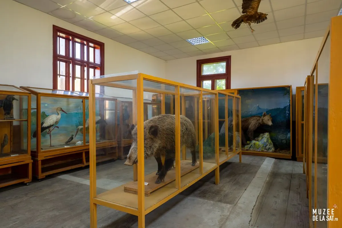 Constantin Romanescu Zoological Museum, Dreptu